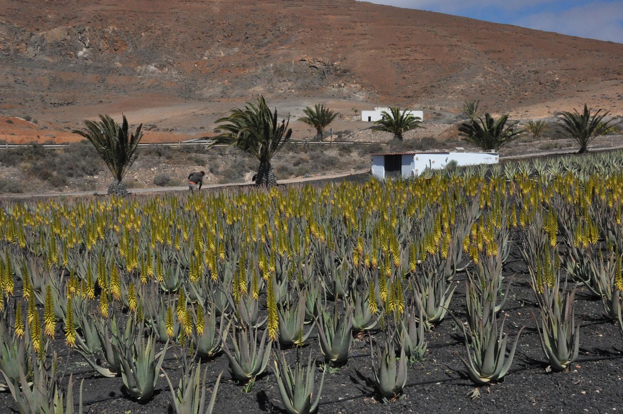 entdecken sie die vorteile von aloe vera gel für ihre hautpflege. beruhigend, hydratisierend und reich an nährstoffen, ist unser hochwertiges aloe vera gel die perfekte lösung für ein strahlendes hautbild.