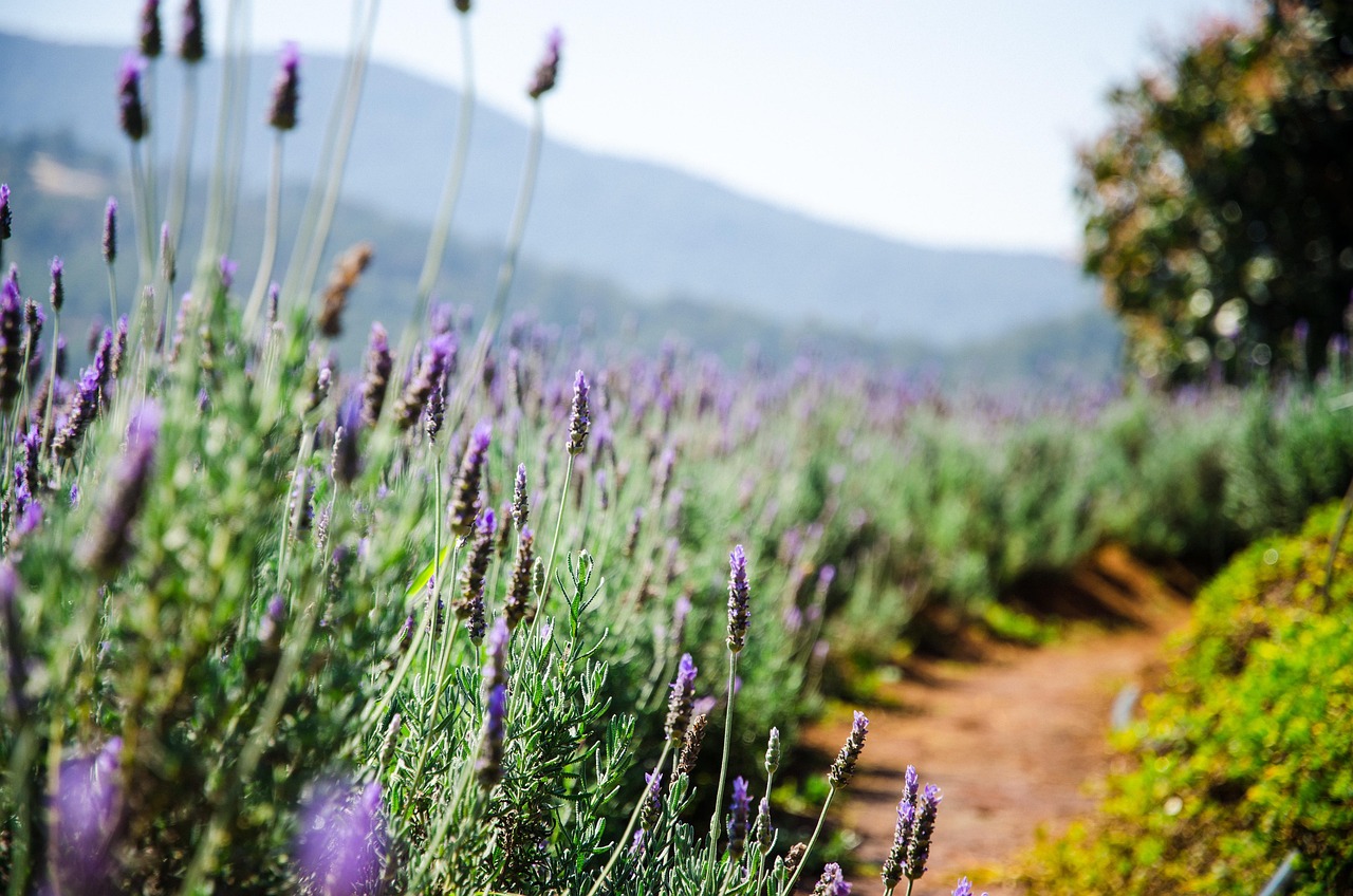 entdecken sie die vorteile von lavendelöl - ein vielseitiges ätherisches öl, das entspannung fördert, stress abbaut und eine beruhigende atmosphäre schafft. ideal für aromatherapie und hautpflege.